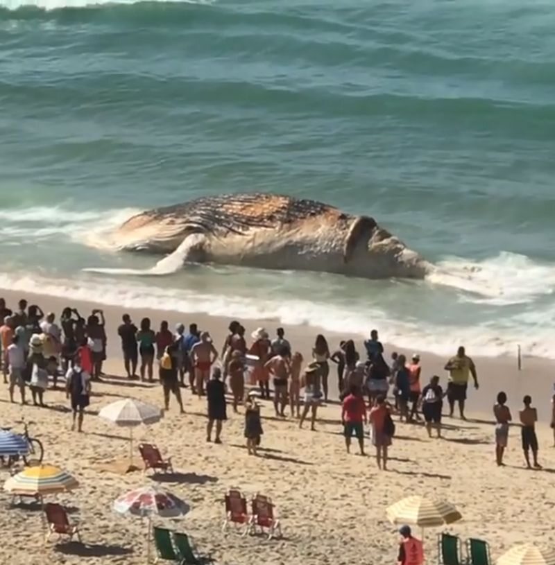 Humbak wyrzucony na plaży w Rio de Janeiro 