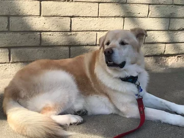 Kai 