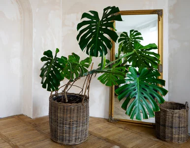 Miniatura: Dodaj do doniczki, a monstera wypuści nowe...