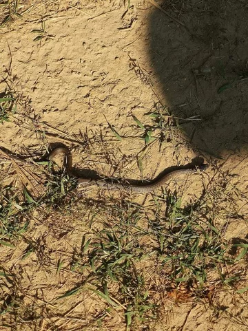 Wypuszczony na wolność zaskroniec 