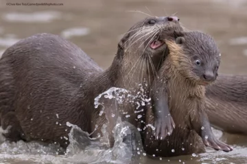 Finaliści konkursu Comedy Wildlife Photo Awards 2021 