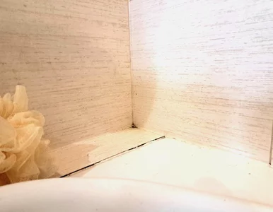 Miniatura: Czarne kropki znów wychodzą na ścianie?...