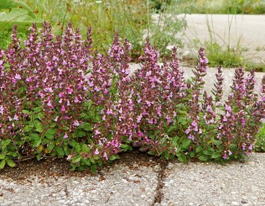Miniatura: Ogród wolny od chwastów  i zielony zimą....
