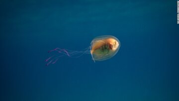 Ryba w&nbsp;meduzie