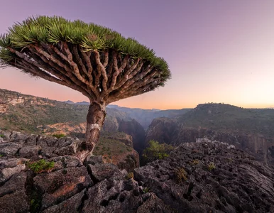 Miniatura: Szybki QUIZ prawda/fałsz. Wytęż szare...