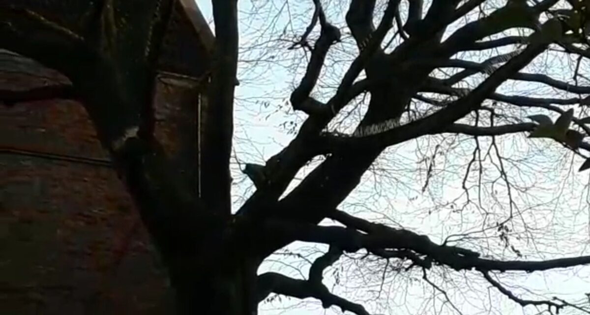 Najeżone kolcami drzewo w Bristolu 