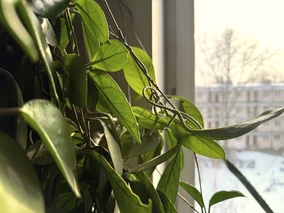 Miniatura: Wlej to zimą do doniczki. Hoya zacznie...