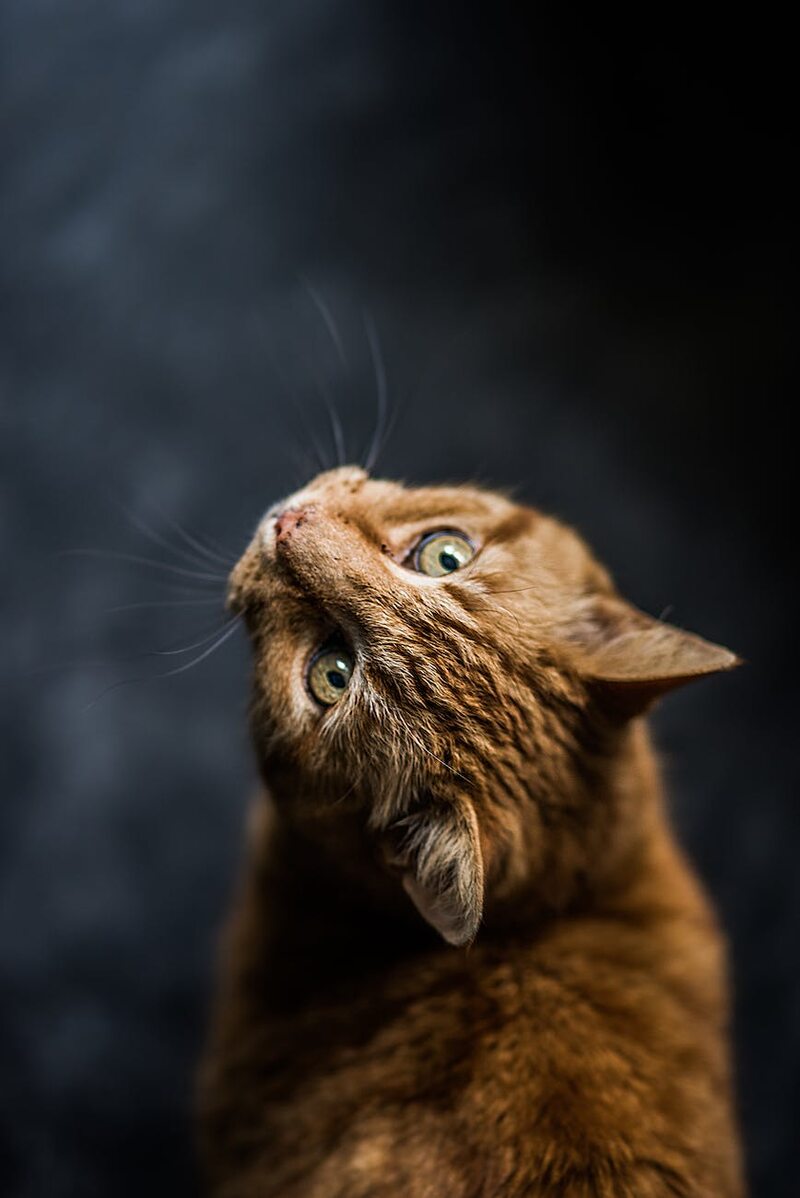 Selective Focus Photography Of Cat