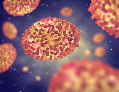 Miniatura: Wirus ospy zabije komórki rakowe? Pierwsze...