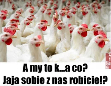 Memy po zapowiedziach o programie "500 plus dla krów" 