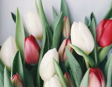 Miniatura: Co dosypać do oklapniętych tulipanów, by...