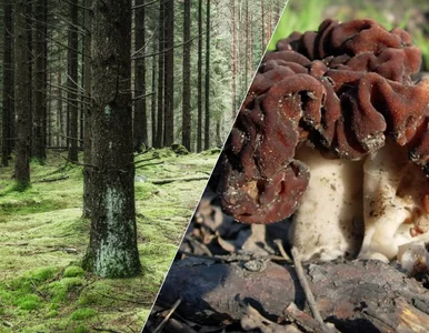 Miniatura: Wygląda niewinnie, ale może zabić. Leśnicy...