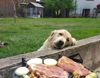 Miniatura: Rozbrajające zdjęcia psów błagających o...