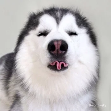 Husky popisuje się specjalną umiejętnością 