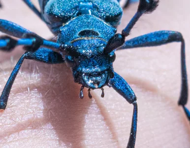 Miniatura: Leśnik sfilmował tajemniczego owada....