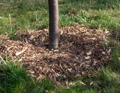 Miniatura: Wysypałeś zrębki w ogrodzie? Jeśli zrobisz...