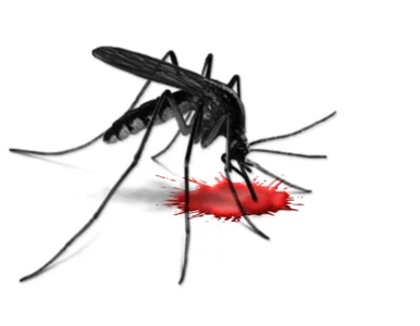 Miniatura: Komary gorsze niż kiepski hotel