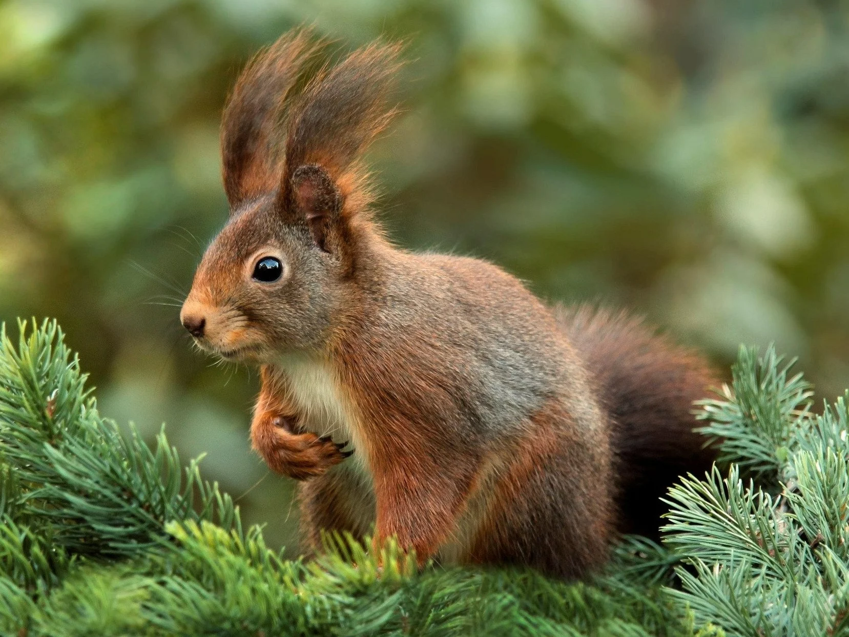 Znasz przysłowia o zwierzętach? Ten QUIZ to zweryfikuje