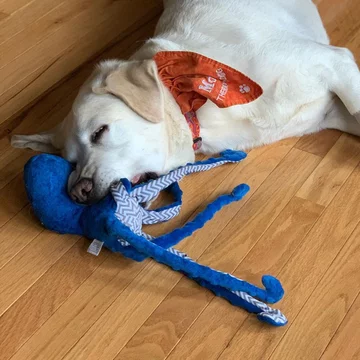Moose 