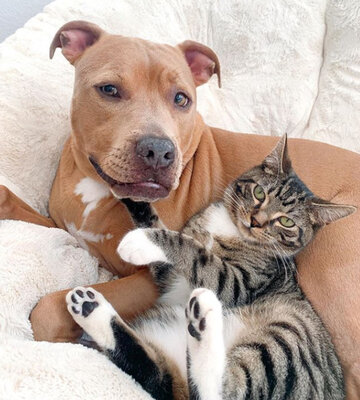 Miniatura: Wyjątkowa przyjaźń połączyła psa i kota....