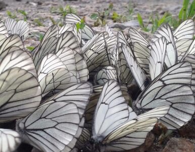 Miniatura: Inwazja motyli na Syberii. Rosjanie...