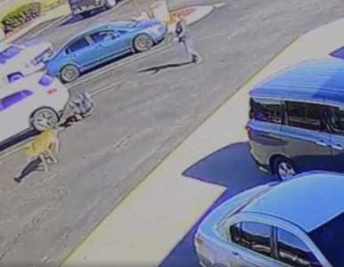 Miniatura: Jeleń „znokautował” mężczyznę. Incydent...