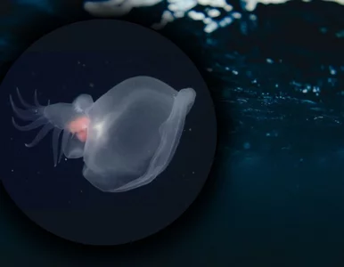 Miniatura: Jest wielkości jabłka i świeci. Nie...