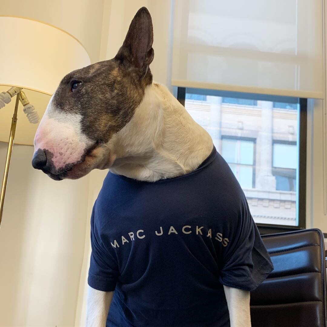 2. Neville – pies Marca Jacobsa Bulterier należący do znanego projektanta mody na swoim Instagramie ma 210 tysięcy obserwujących. Możemy oglądać tam zdjęcia w koszulkach projektu jego właściciela czy ich wspólne dalekie podróże.