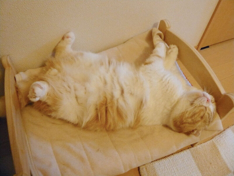 Mini łóżko IKEA - idealne dla kotka(ów) 