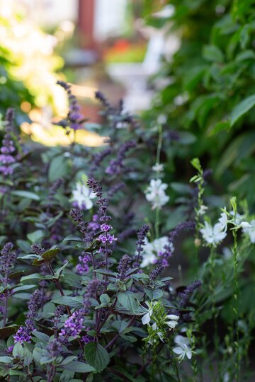 Bazylia kwiatowa Kwitnąca bazylia