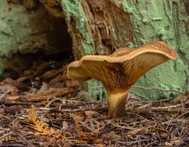Miniatura: Śmiertelnie trujący grzyb w polskich...