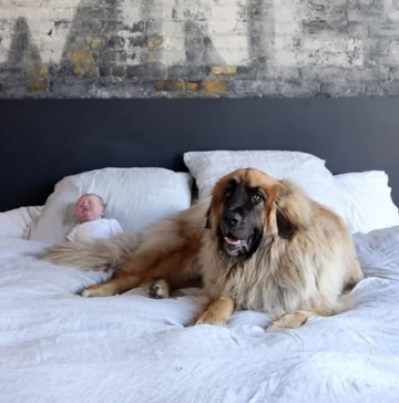 Lamont i jego przyjaciele 