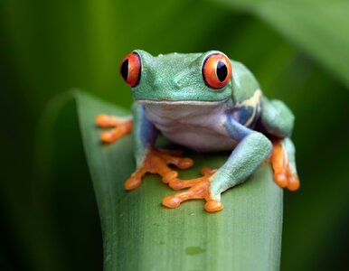 Miniatura: QUIZ wiedzy ogólnej o przyrodzie. 10/10...