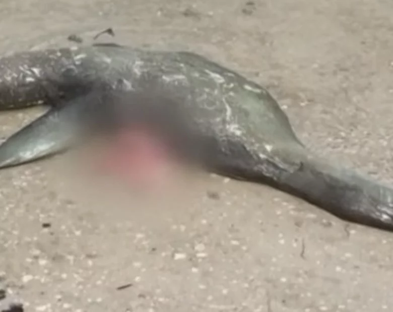 Miniatura: Potwór z Loch Ness czy mityczny...