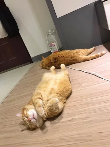 Fat Xiang, śpiący kot 