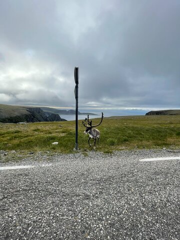 Renifery na&nbsp;Nordkapp