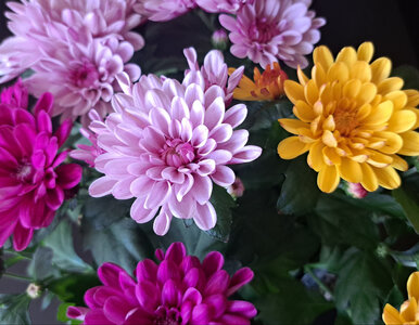 Miniatura: Sprzedawca zdradził mi sztuczkę. Moje...