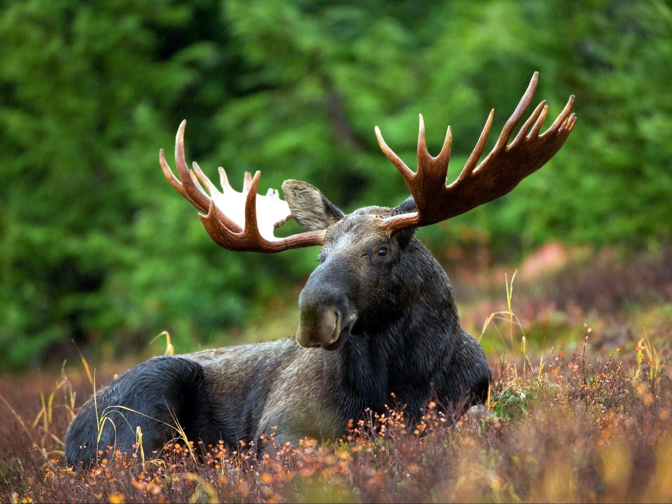 Jak nazywają się samice i samce tych zwierząt? 5/8 to niezły wynik