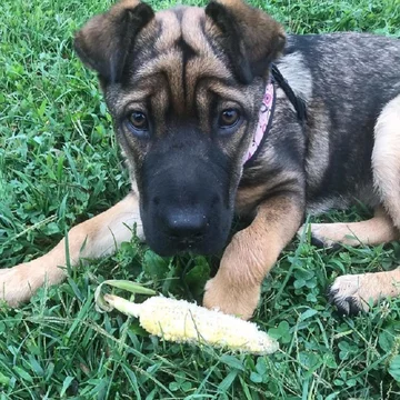 German Sherpei - połączenie owczarka niemieckiego i shar-pei 