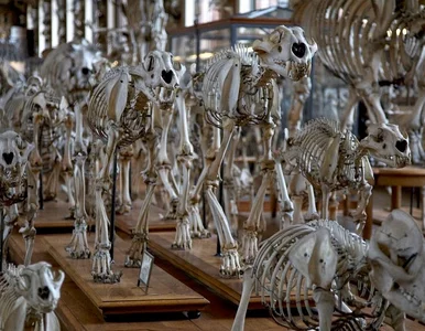 Miniatura: Historia świata w jednym budynku?...