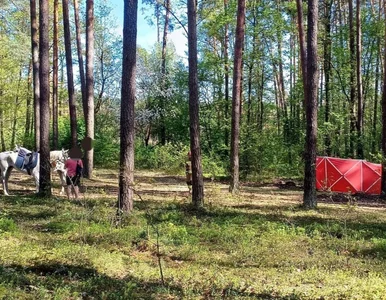 Miniatura: 14-latka zmarła po upadku z konia. W...