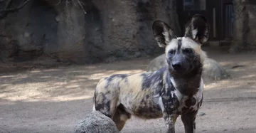 Wizyta zwierząt ze schroniska w zoo 