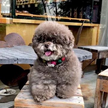 Pudel Kokoro 