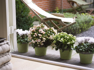 Kalanchoe Blossfelda