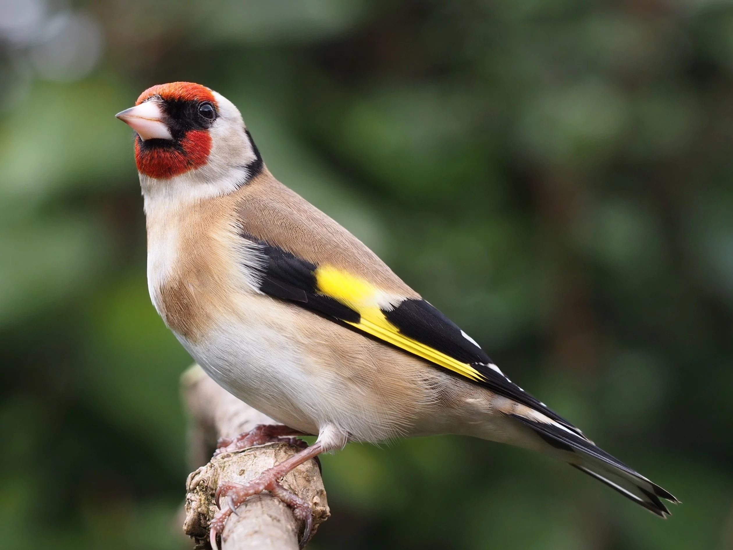 Jakie ptaki zimują w Polsce? Sprawdź, czy wiesz