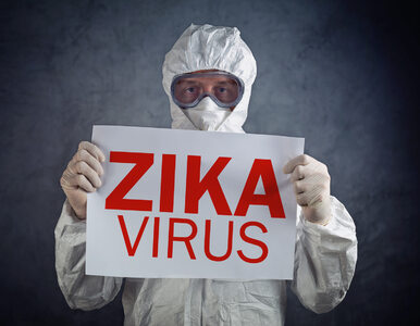 Miniatura: WHO ostrzega: Wirus Zika tego lata może...