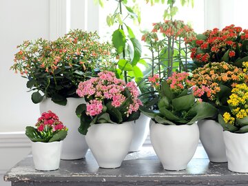 Kalanchoe Blossfelda