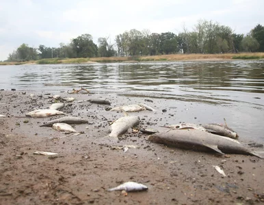 Miniatura: Naukowcy przez rok monitorowali Odrę....