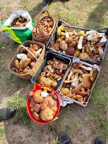 Zbiory w&nbsp;pobliżu Żor&oacute;w