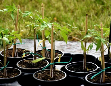 Miniatura: „Żeby mieć zdrowe sadzonki pomidorów,...